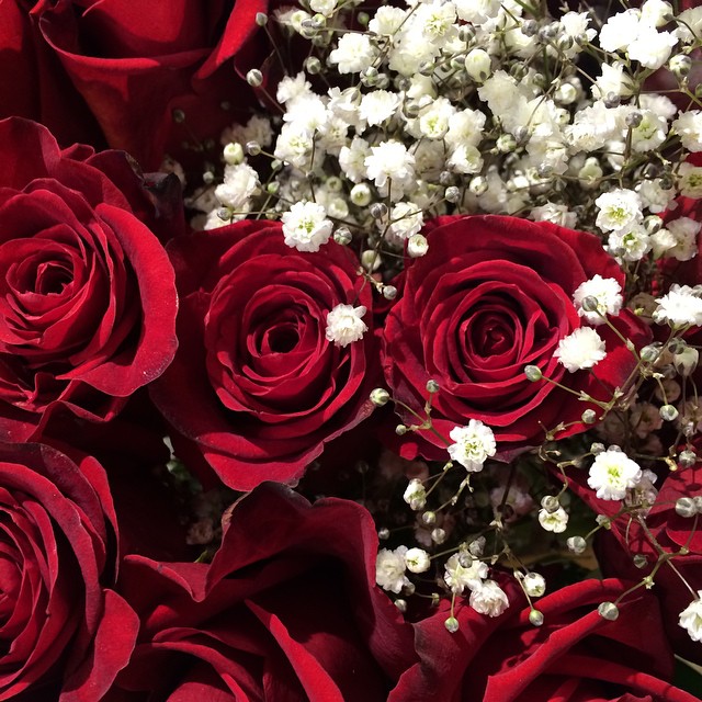 closeup view of a bunch of red roses