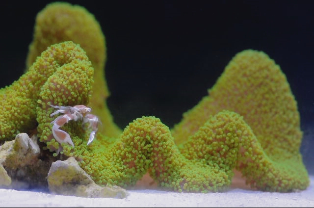 sea anemones are growing in their corals and some water