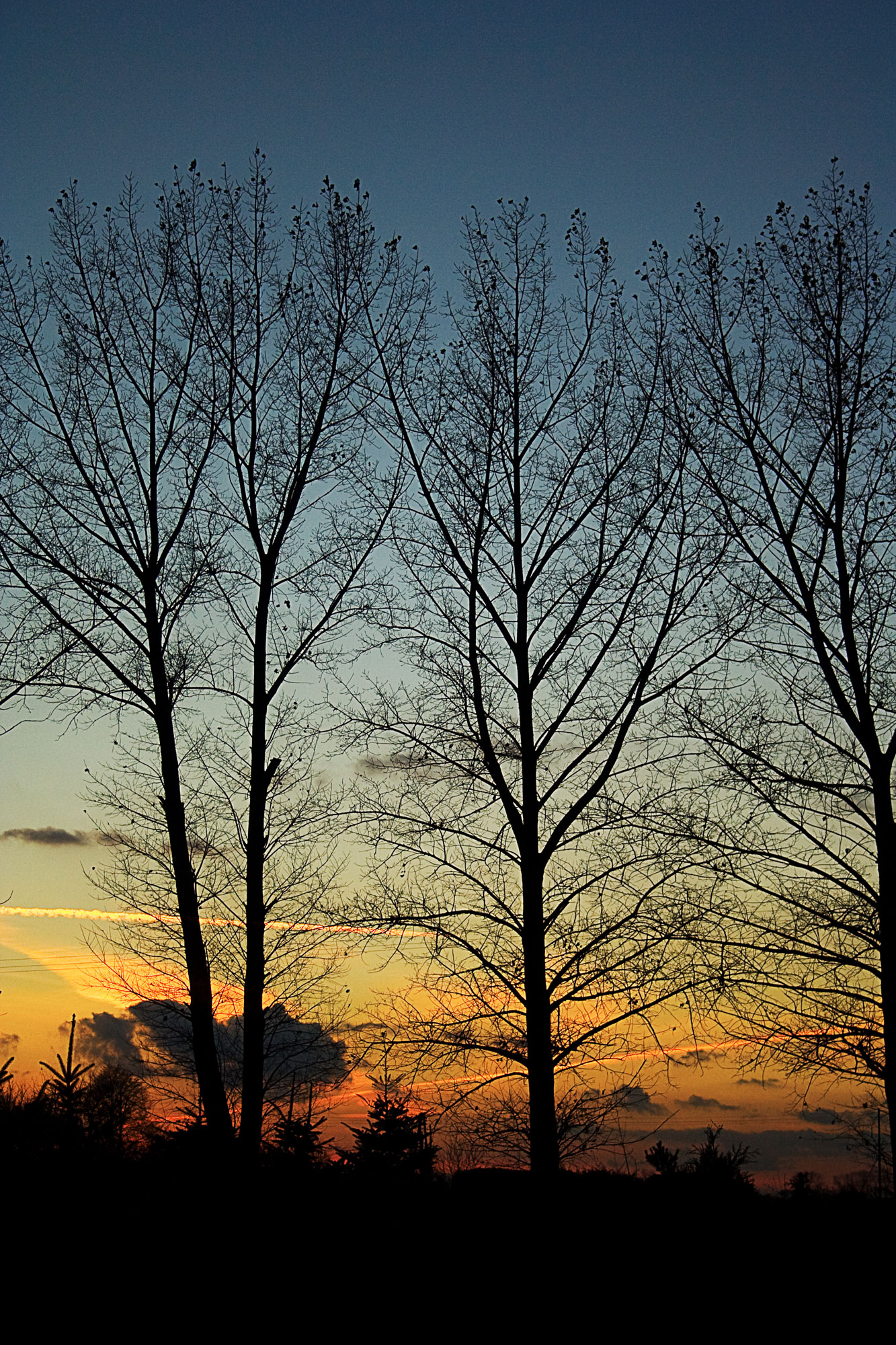 a few trees without leaves and some are still in the tree