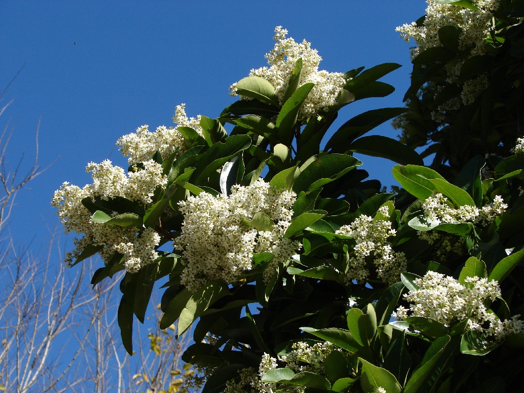 some green leaves and white flowers are growing