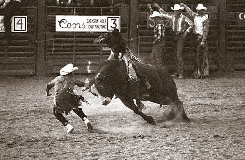 cowboy trying to wrestle an animal in a rodeo