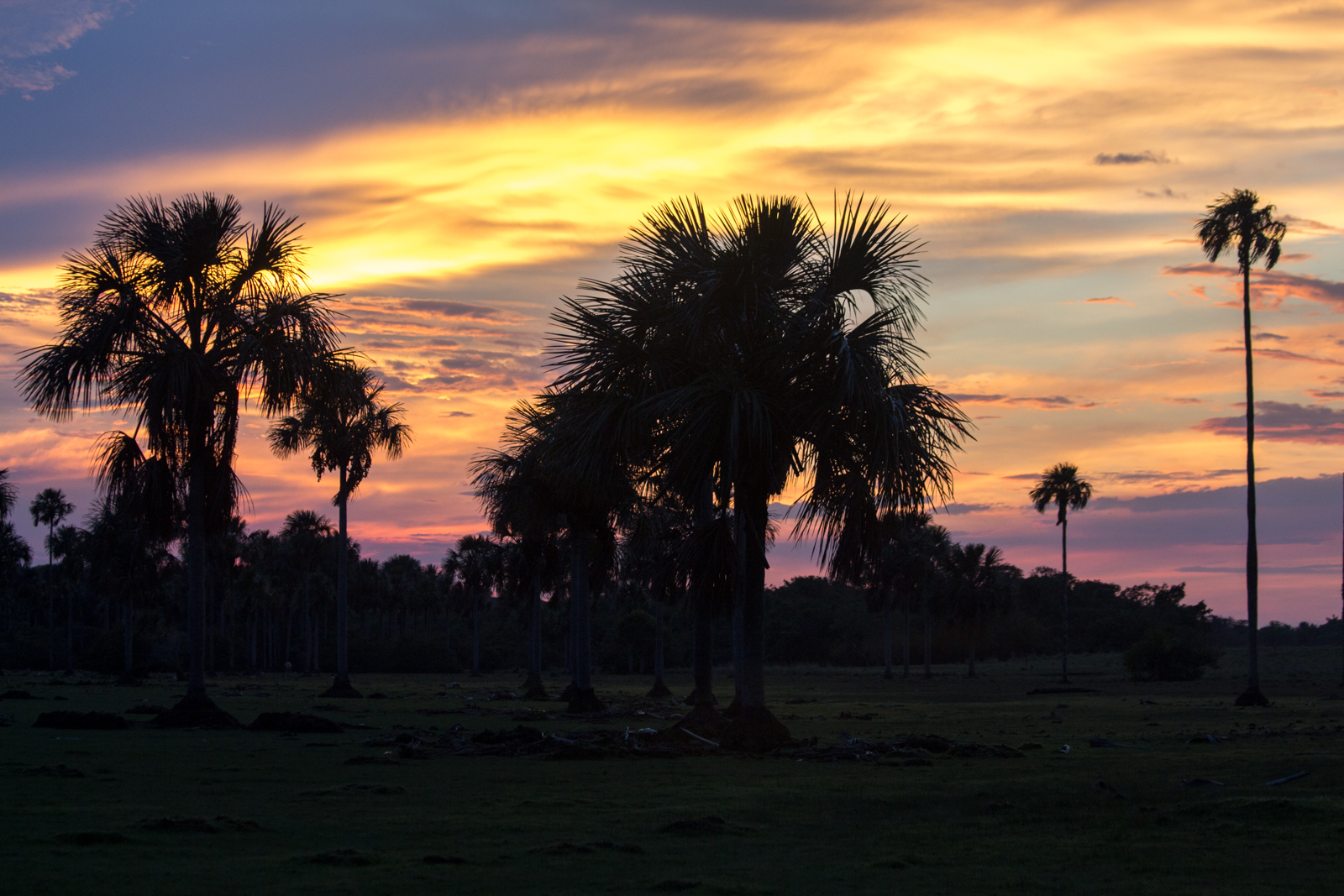 there are three palm trees in the evening sky