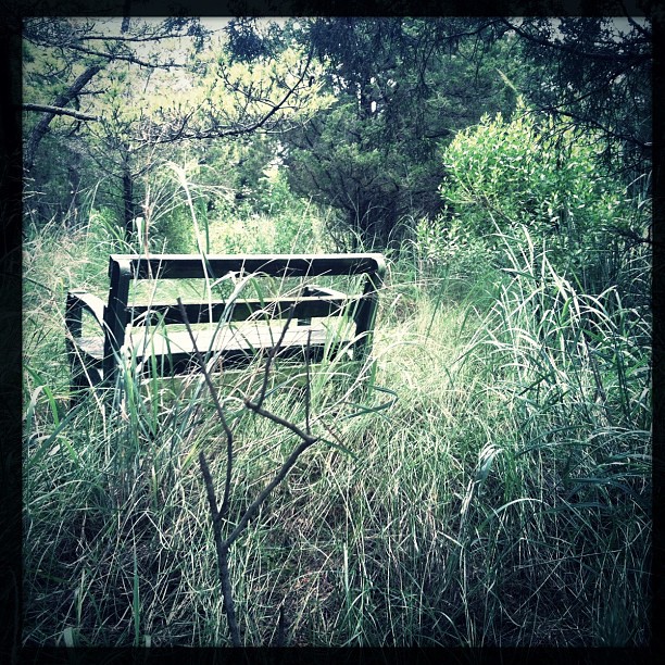 an empty bench is in the tall grass