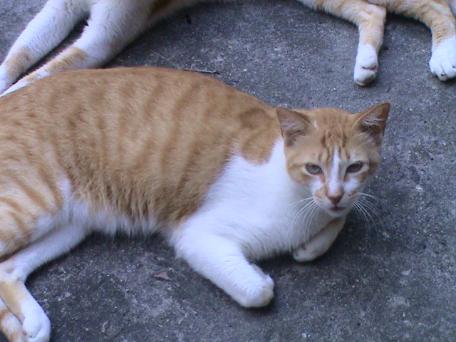 an orange and white cat laying on top of a cement surface