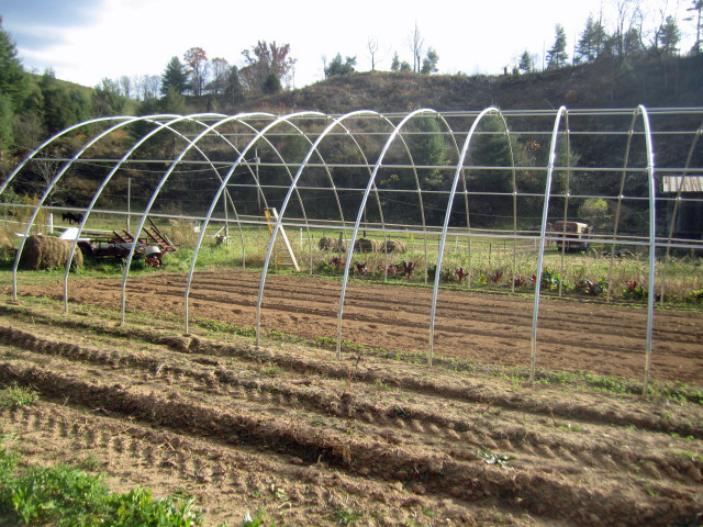 a farm area with rows of green and white peas growing