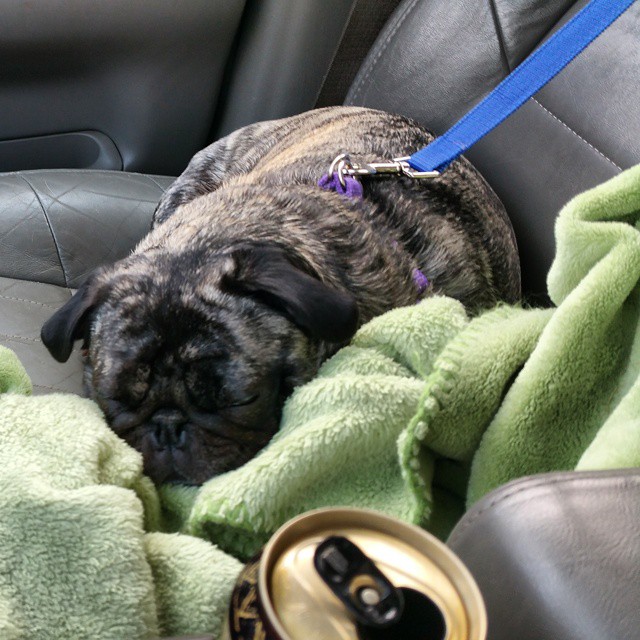 a small dog sleeping with a bottle of soda in his car
