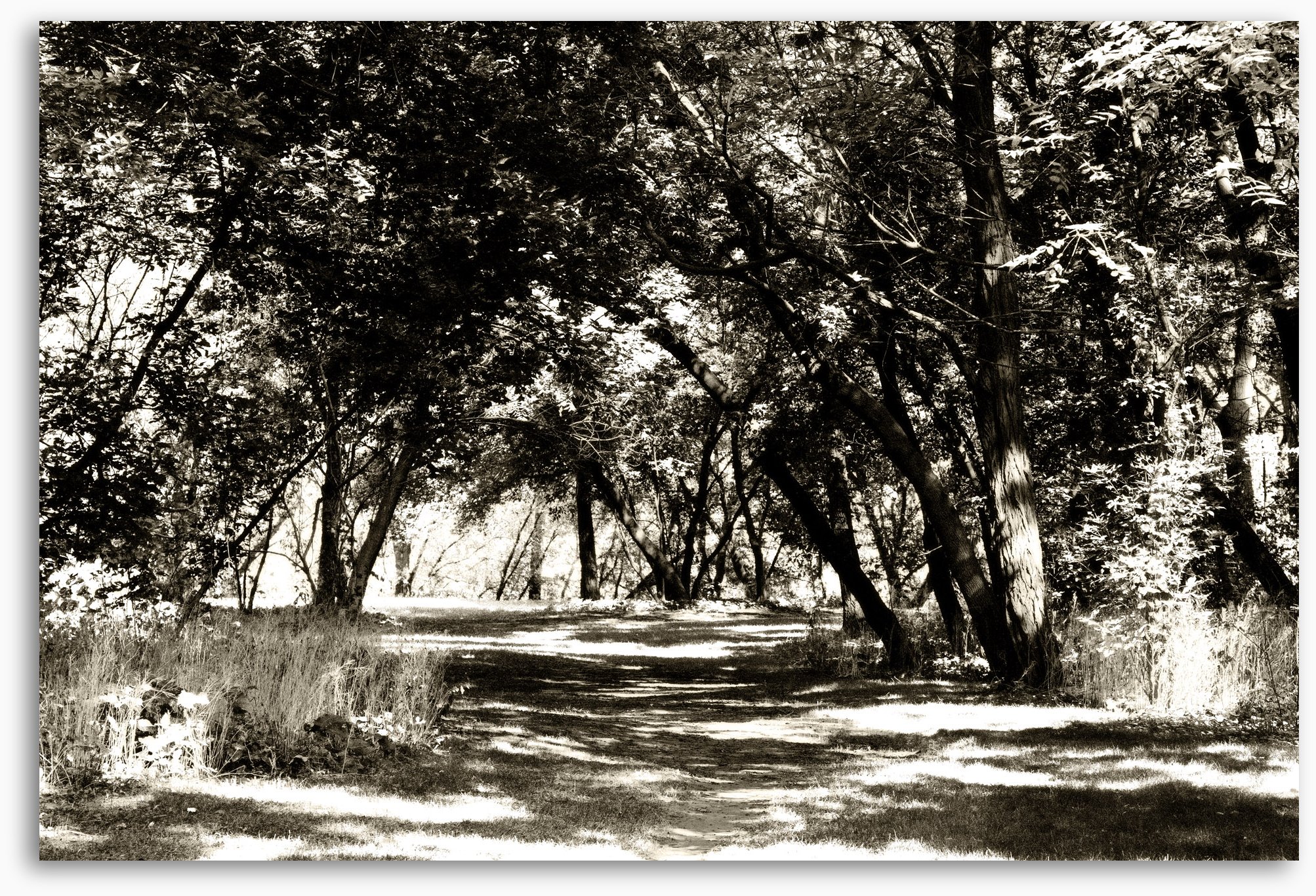 black and white image of an old dirt road through the woods
