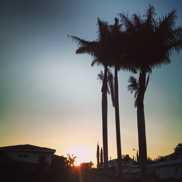 three palm trees stand next to one another