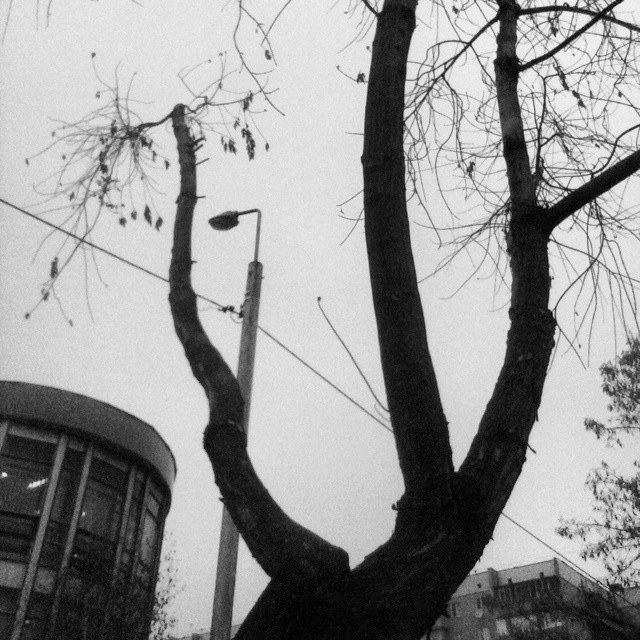 a tree nch next to a tall building
