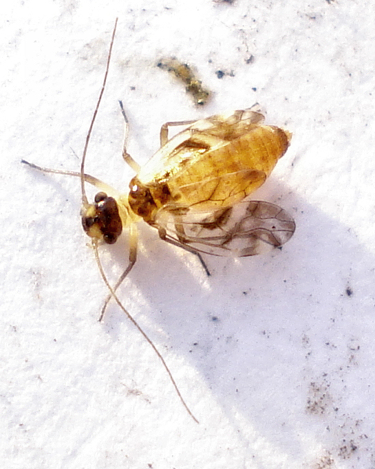 there is an insect that is on the snow