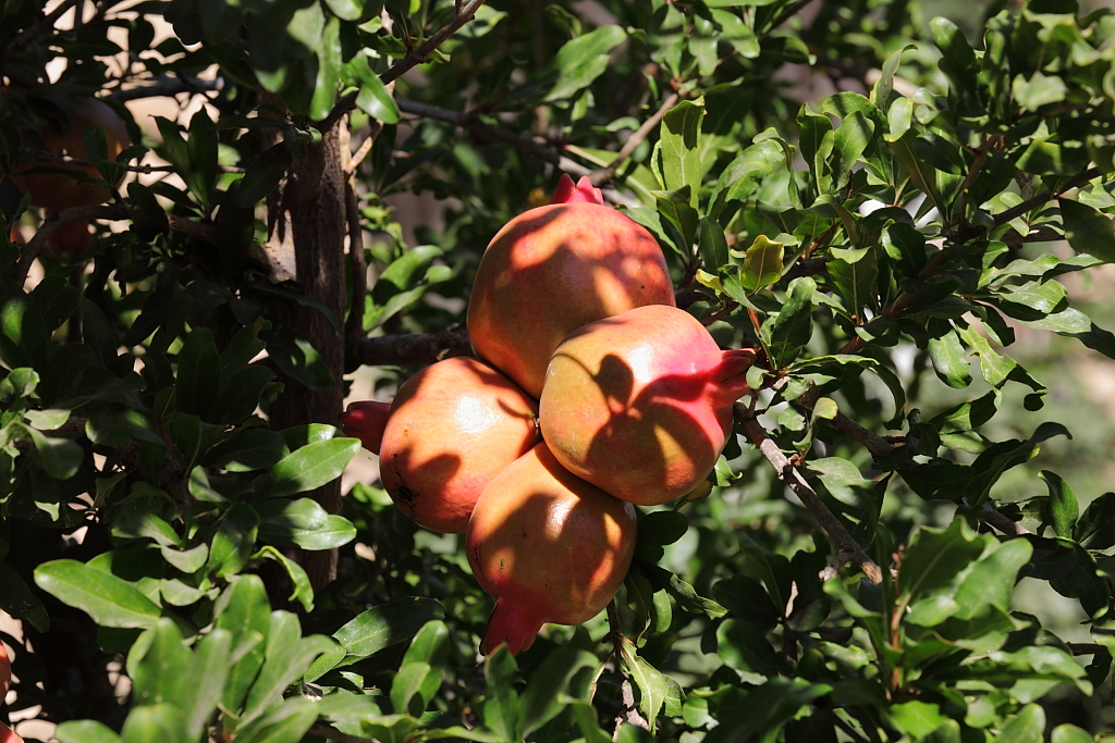 a bunch of fruit sits on a tree