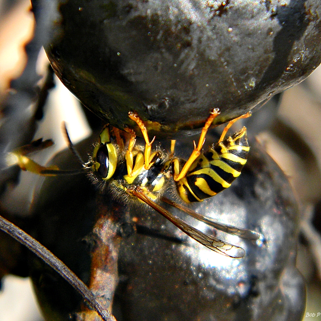 yellow and black dragonflies are in an enclosure