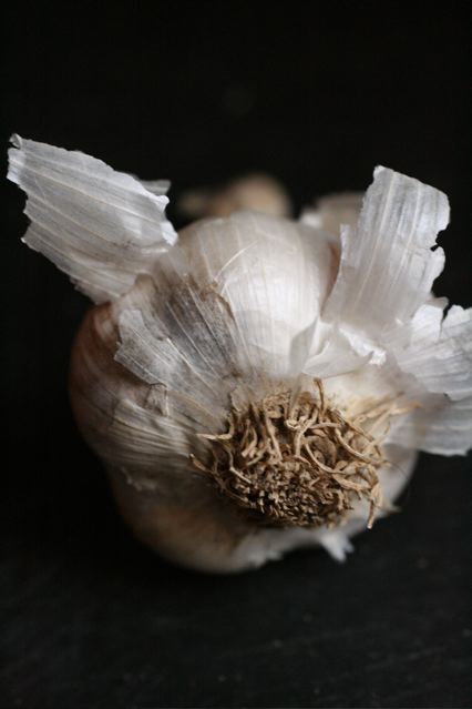 an onions sprout that has been dried and is standing on a table