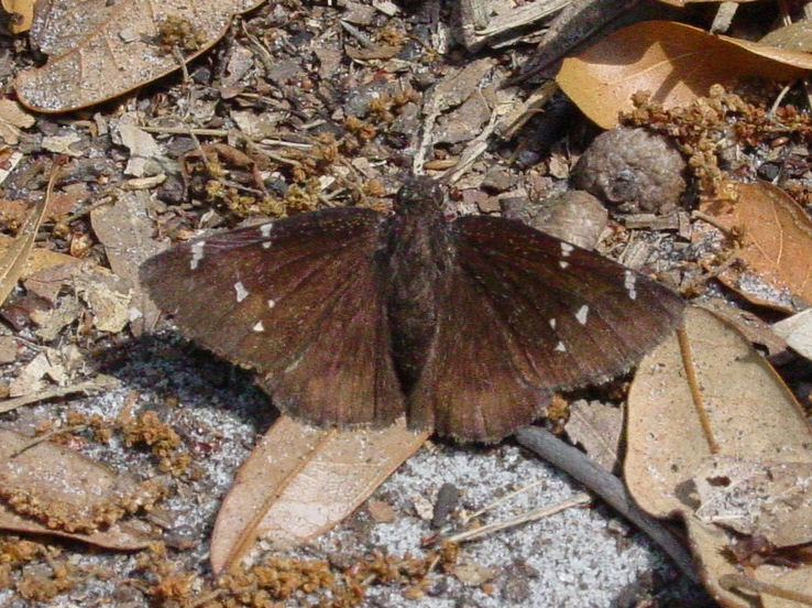 a small moth on the ground in a forest