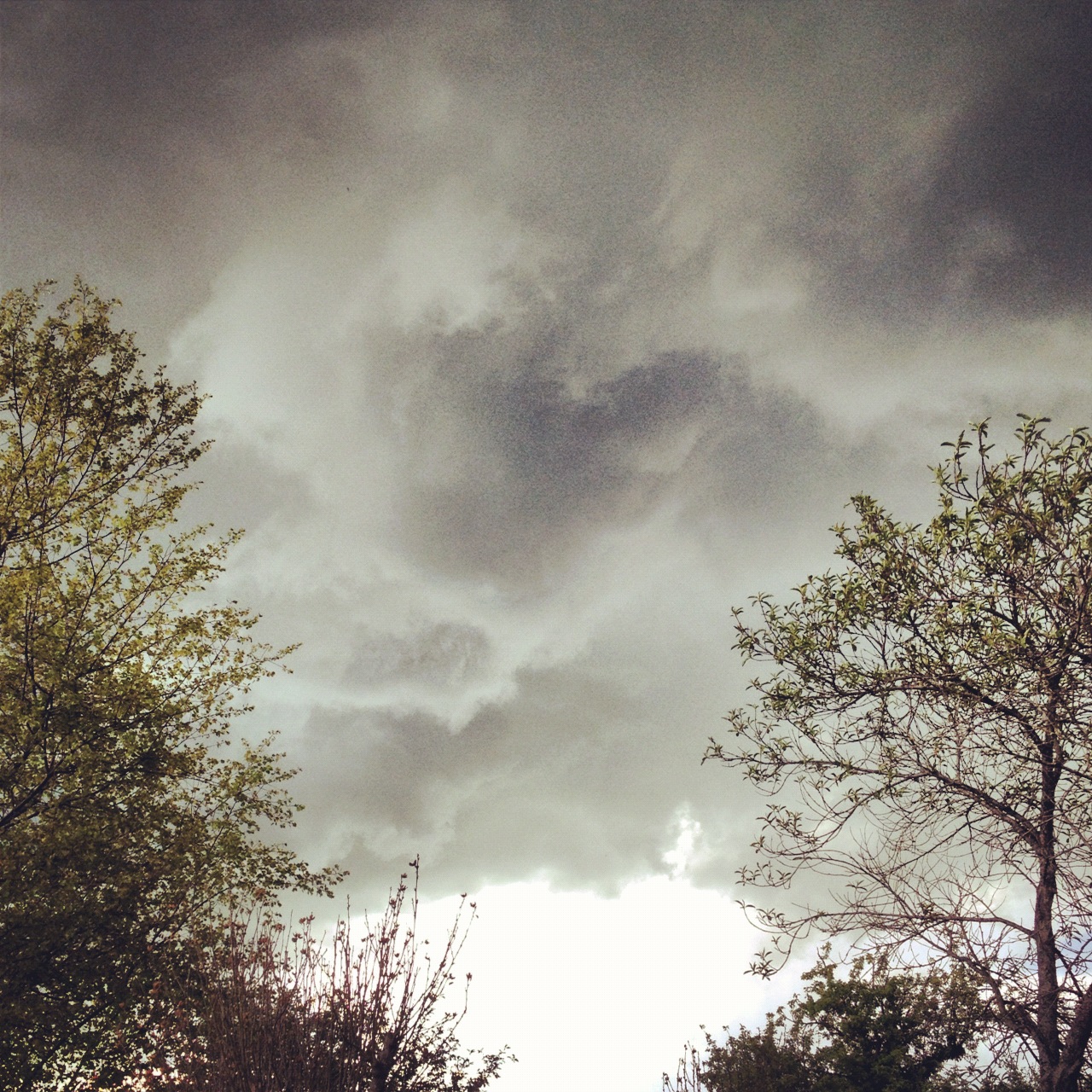 a couple of trees and some sky with clouds