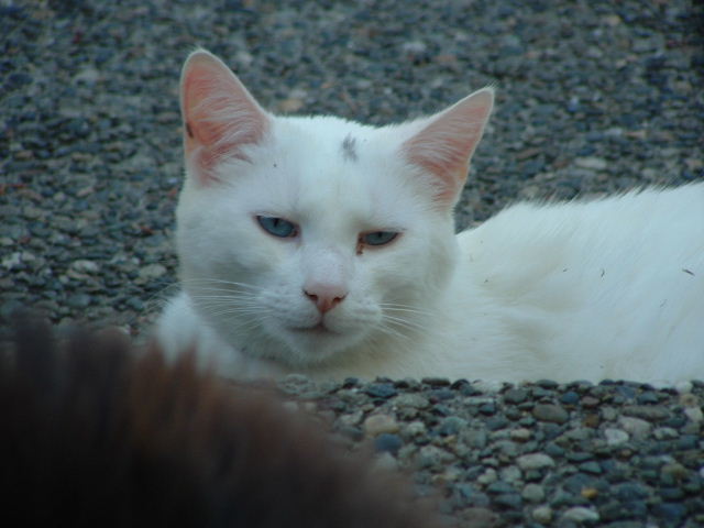 a white cat laying down on some rocks