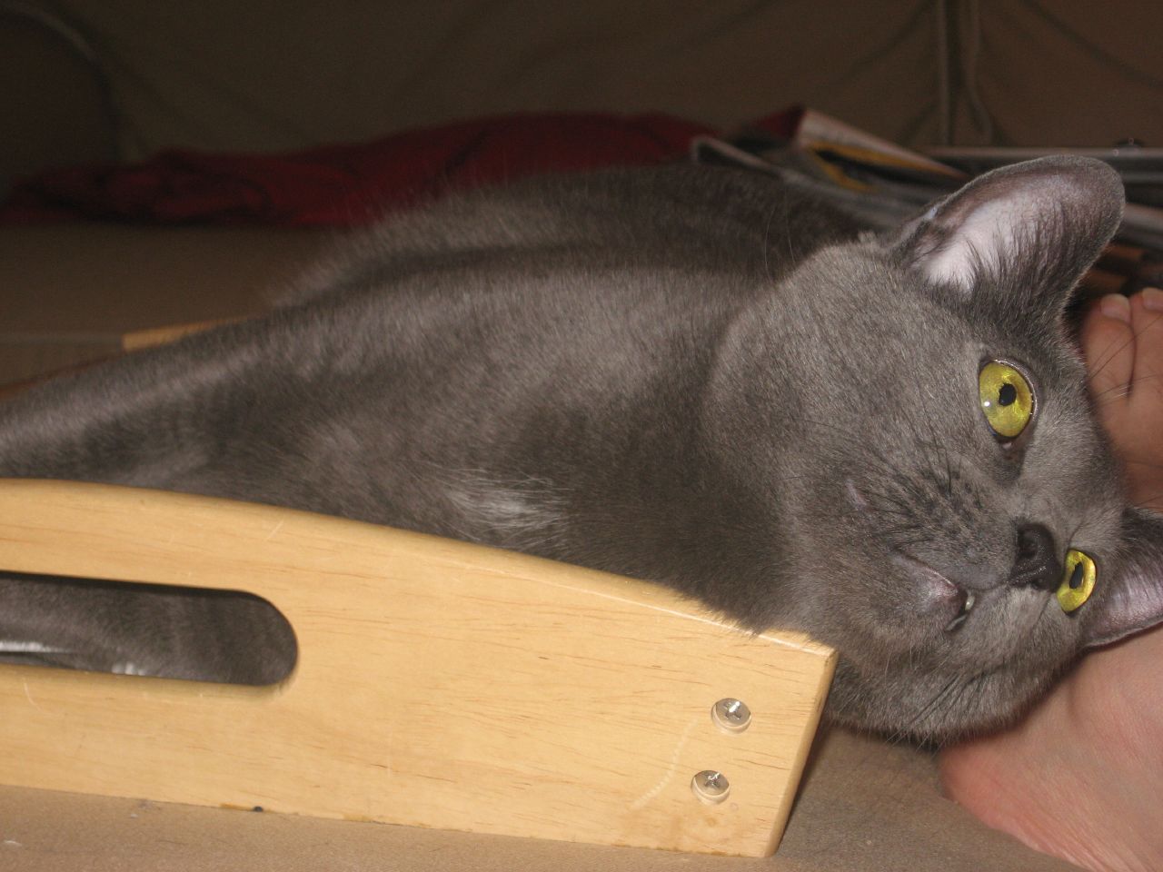 a grey cat laying on top of a wooden stand