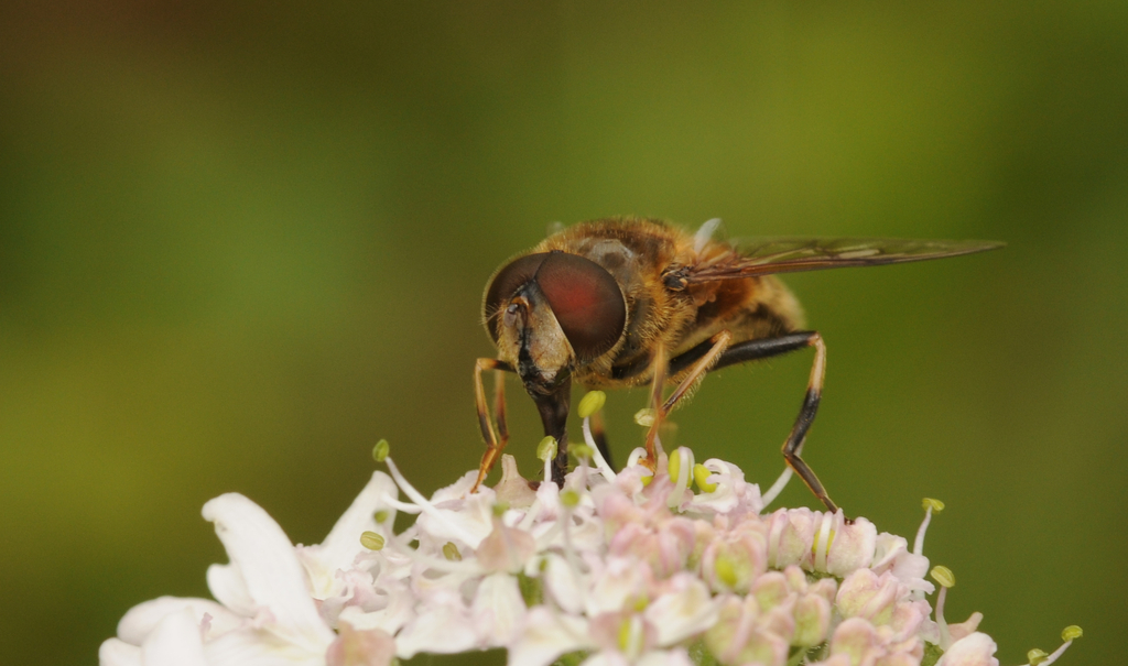 the bee is sitting on a flower outside