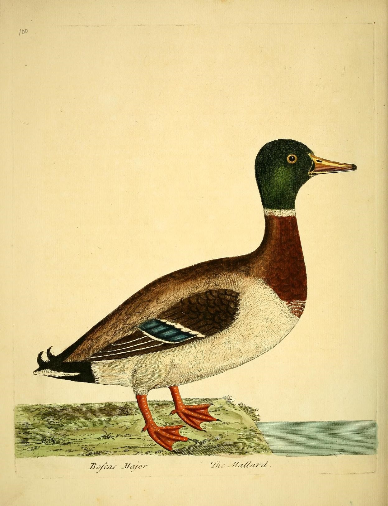 a painting of a duck with colored plumage and brown legs standing on some water
