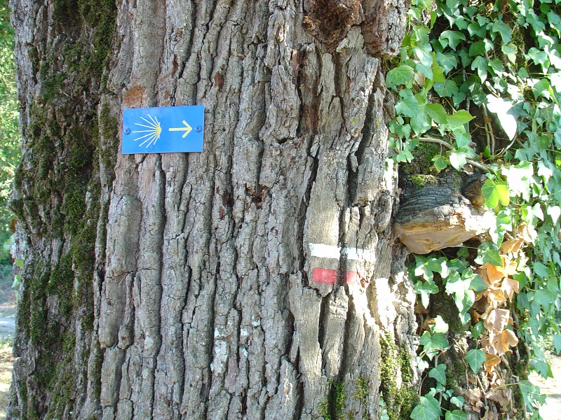 a sign on a tree that is painted in blue