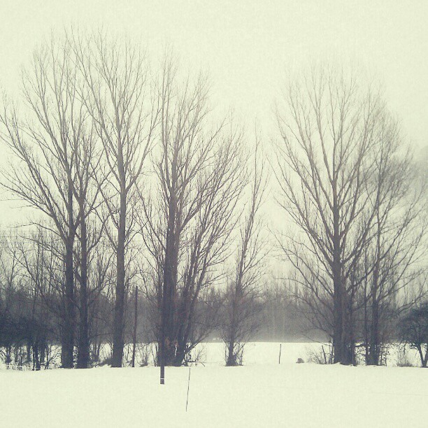 several trees in the distance covered with snow