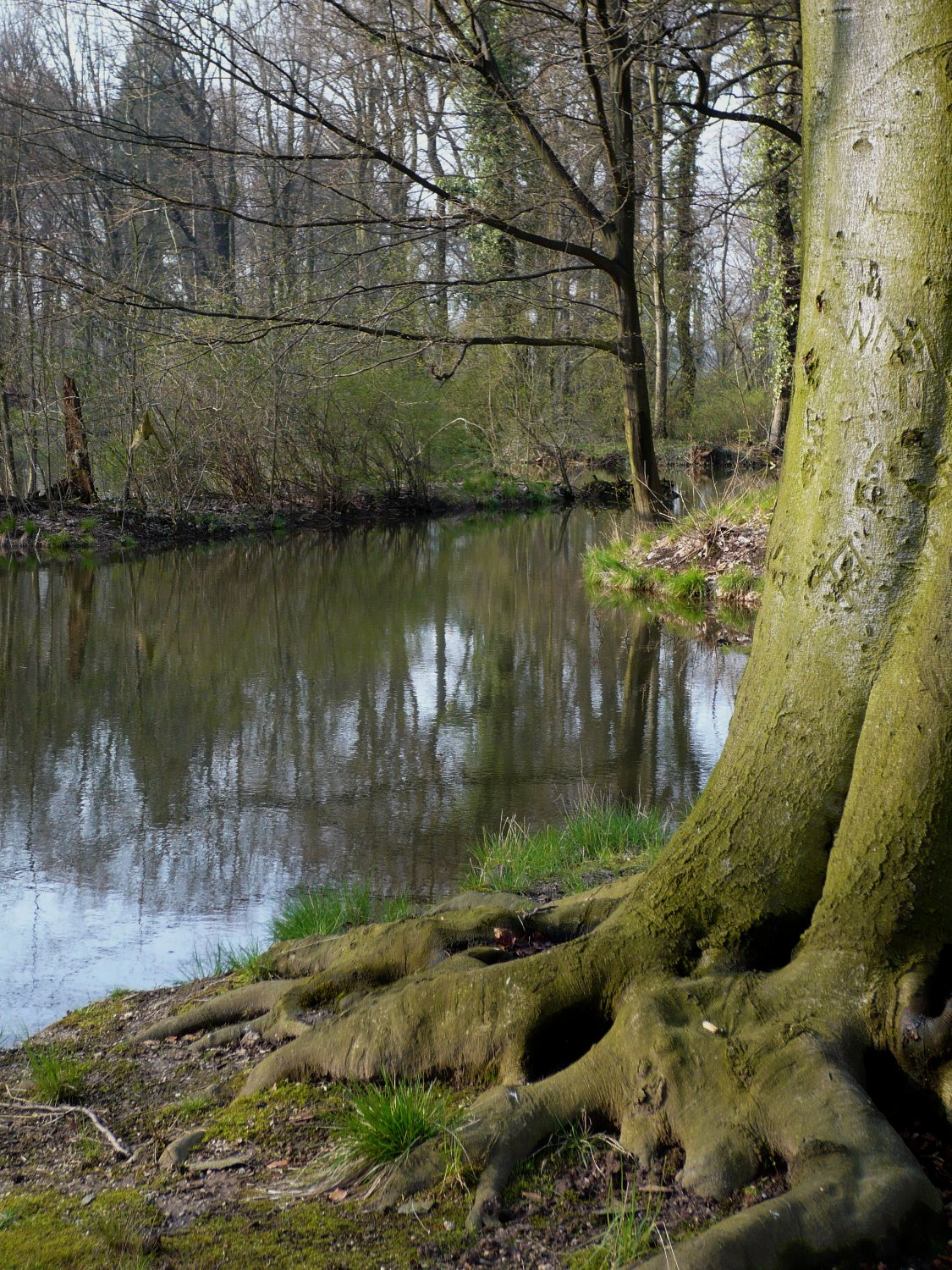large tree with moss growing on side of small river