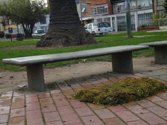 the cement bench near the tree has green moss growing on it