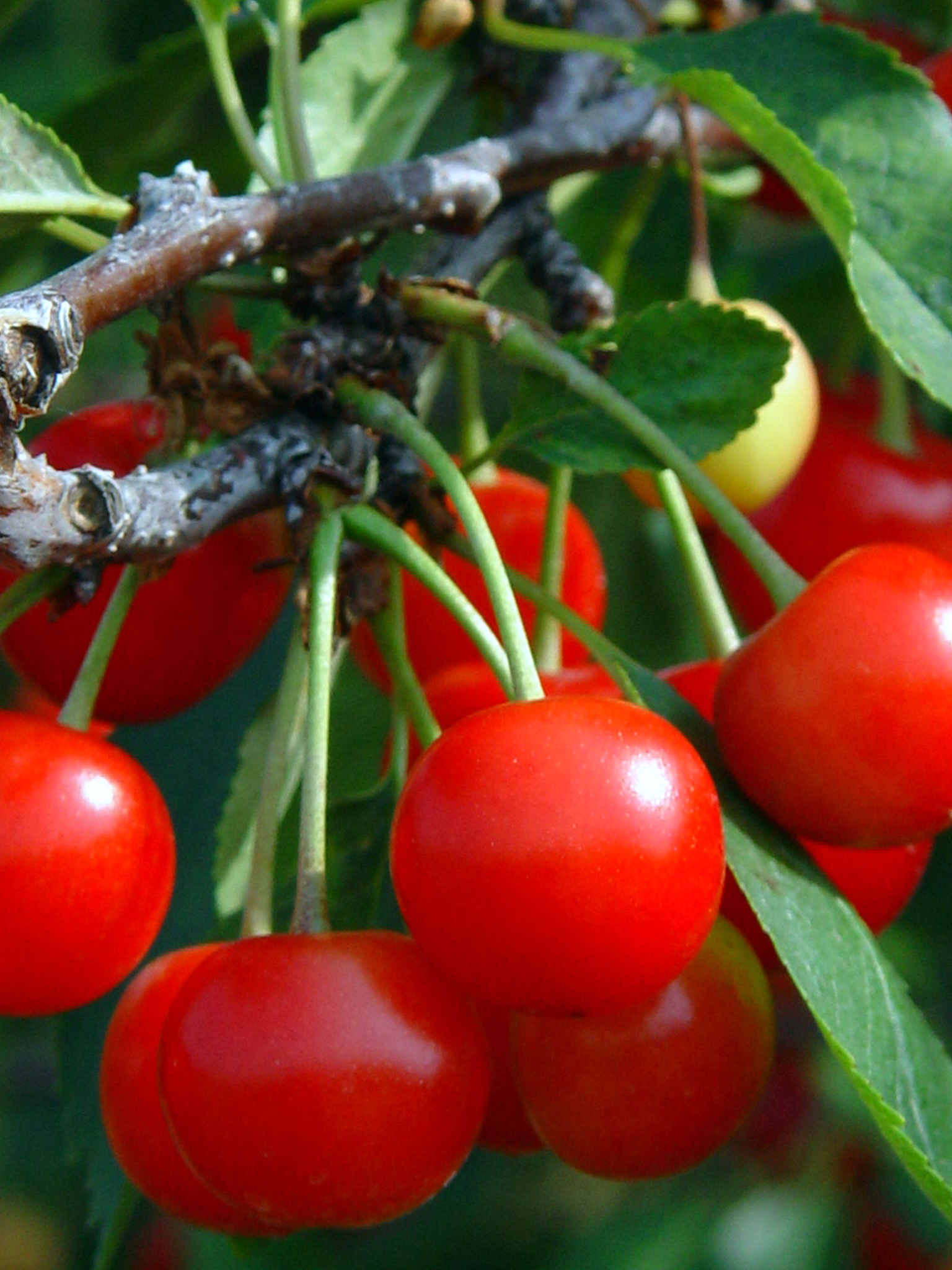 cherry fruits are red with green leaves and stems