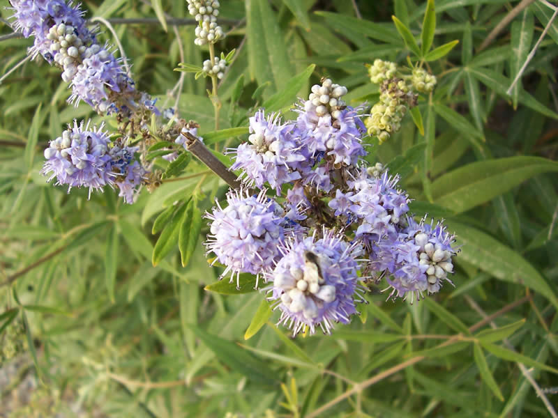 some blue flowers with tiny buds on them