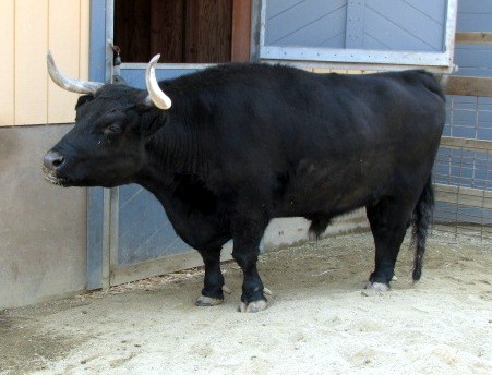 large bull in small stall next to barn entrance