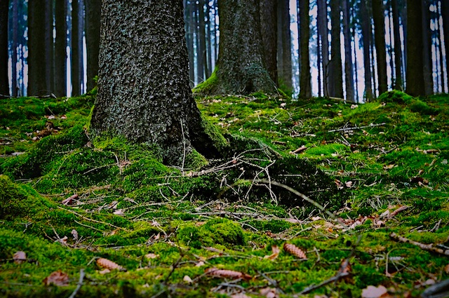 a patch of moss growing in the ground next to two trees