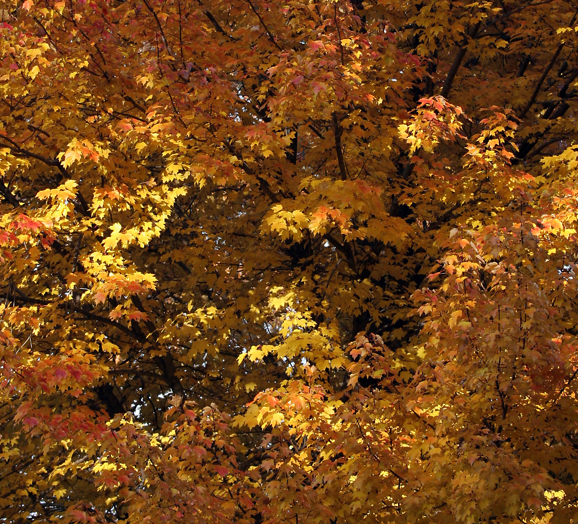 many different colored leaves stand out against the dark background