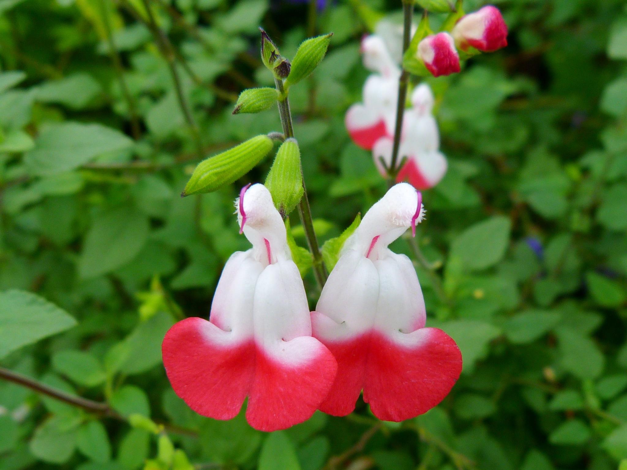 a group of small white and red flowers next to green leaves