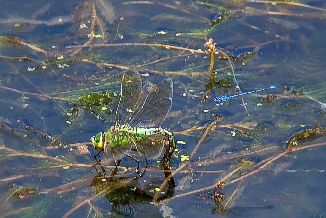 a body of water filled with plants and a green insect