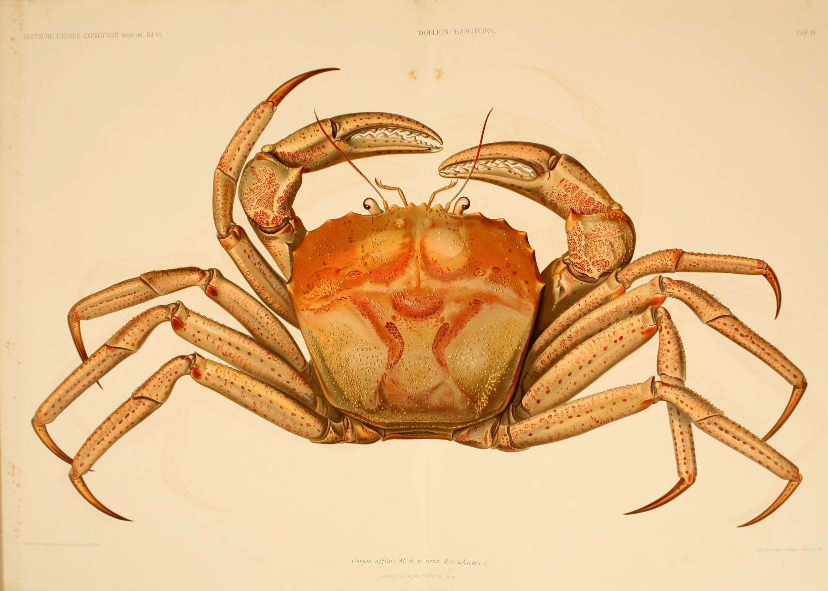 a crab with an odd, very large body