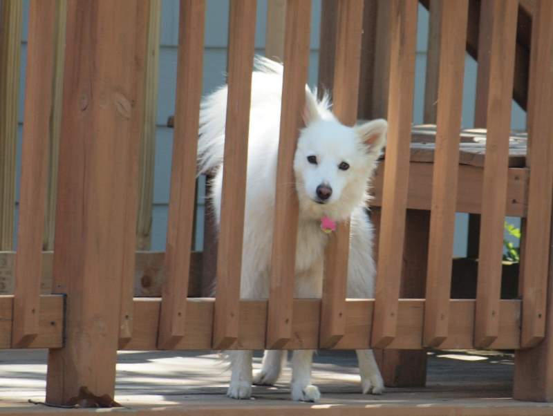 a large white dog stands near the fence