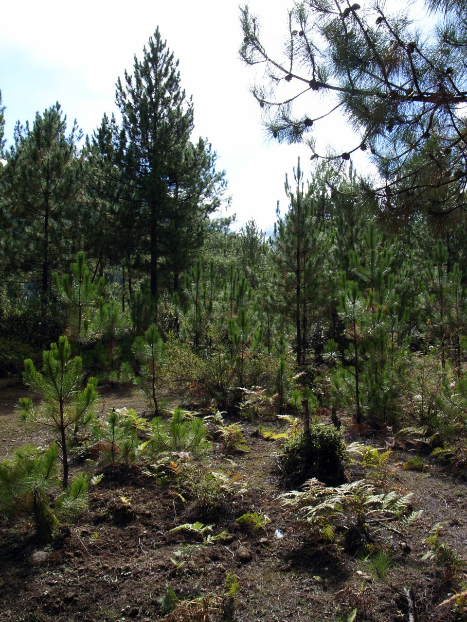 the field is dotted with tall, sp trees