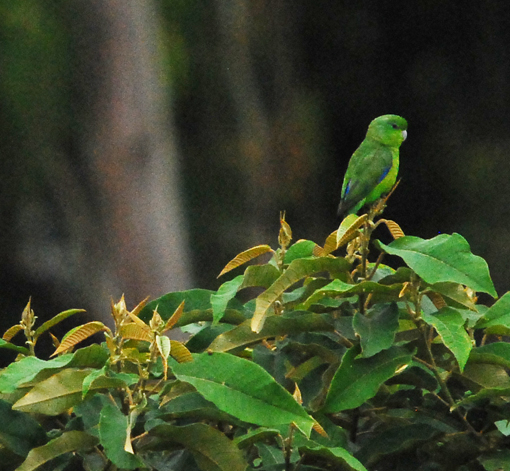 a green bird perched on a tree nch