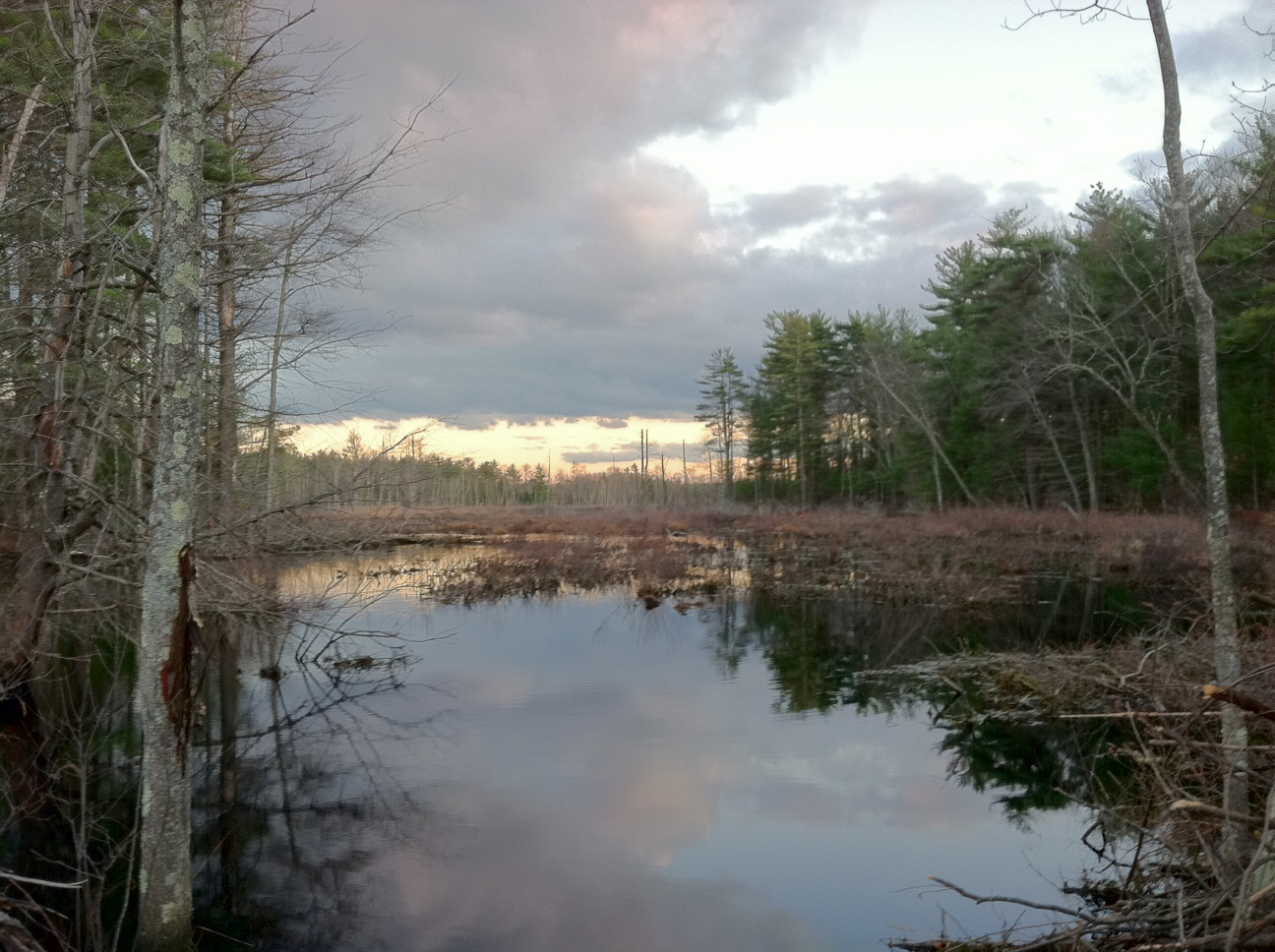 a small body of water surrounded by trees