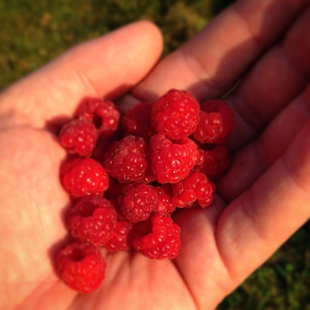a handful of raspberries held in someone's hand