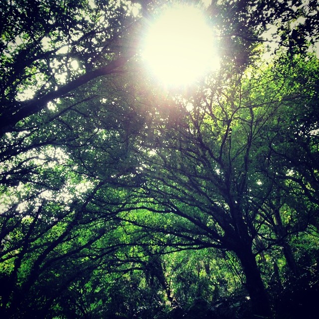the sun shines through green nches of trees