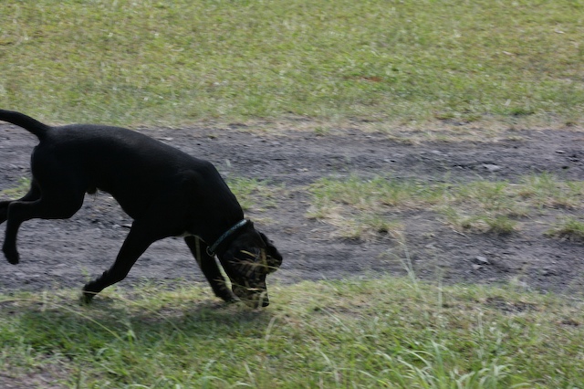 a black dog in a grassy field playing with a frisbee