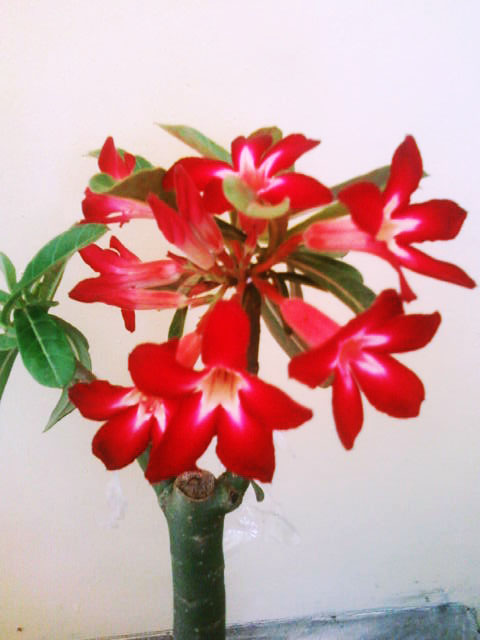 red flowers are in a small vase on the table