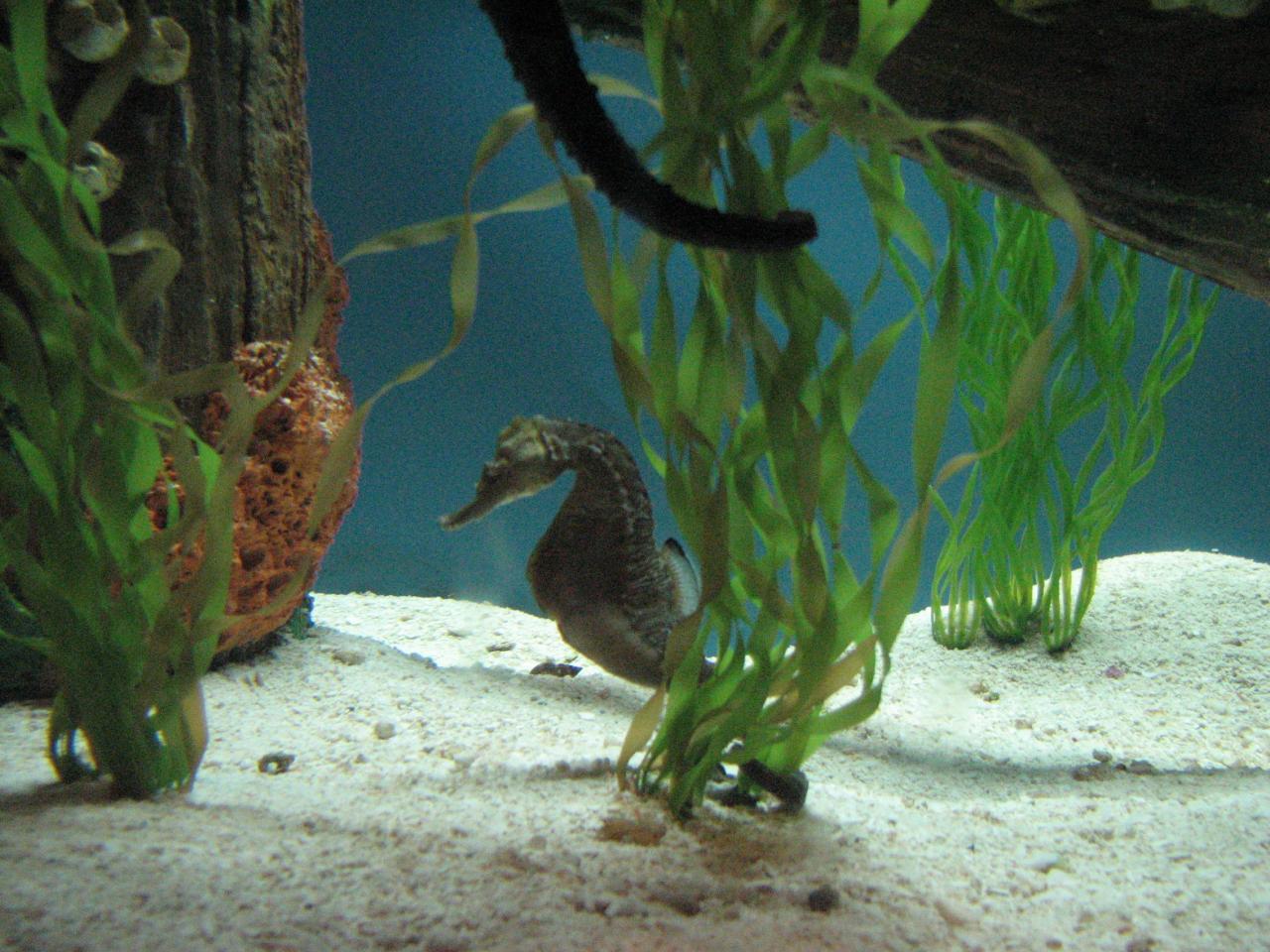 a sea horse is in an aquarium with some plants