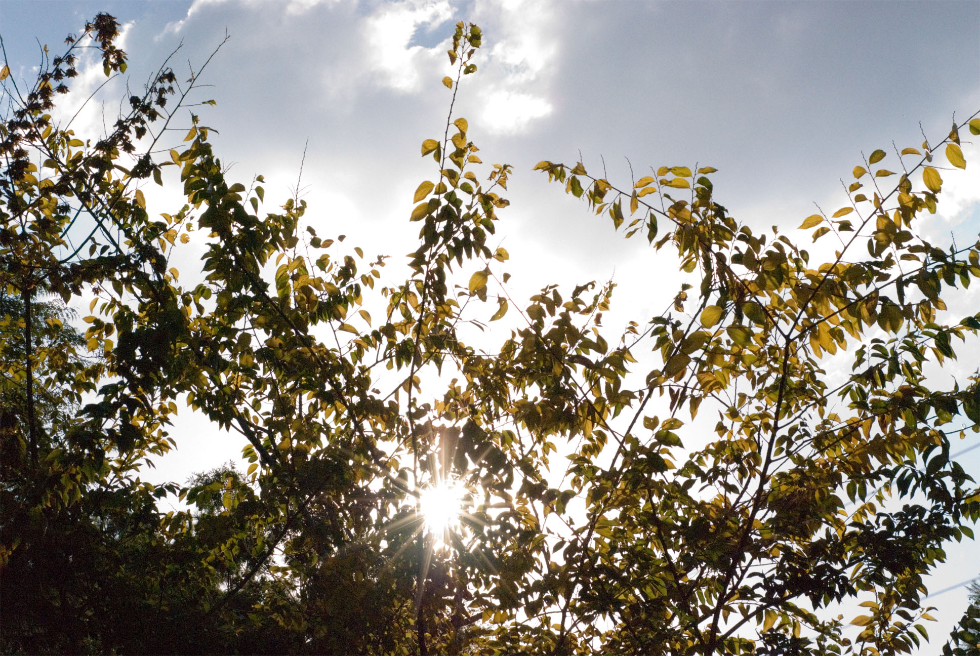 the sun peeking through the leaves on the trees