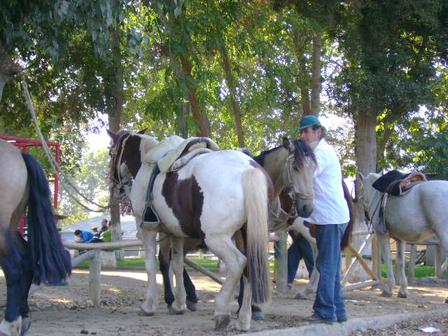 the horses are all ready to be walked by the man