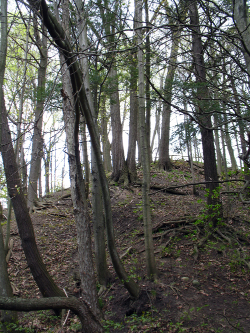 a bunch of trees that have fallen off of them