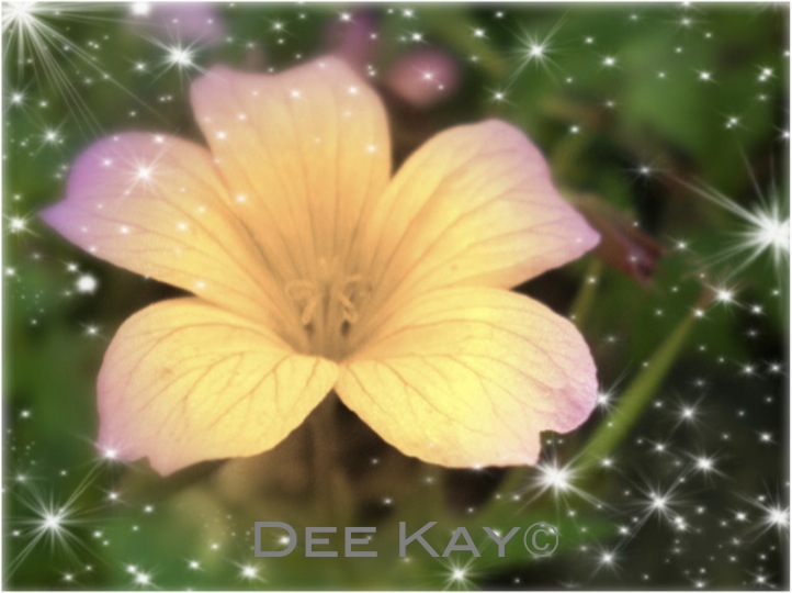 a bright flower in some stars is the name dee kayo