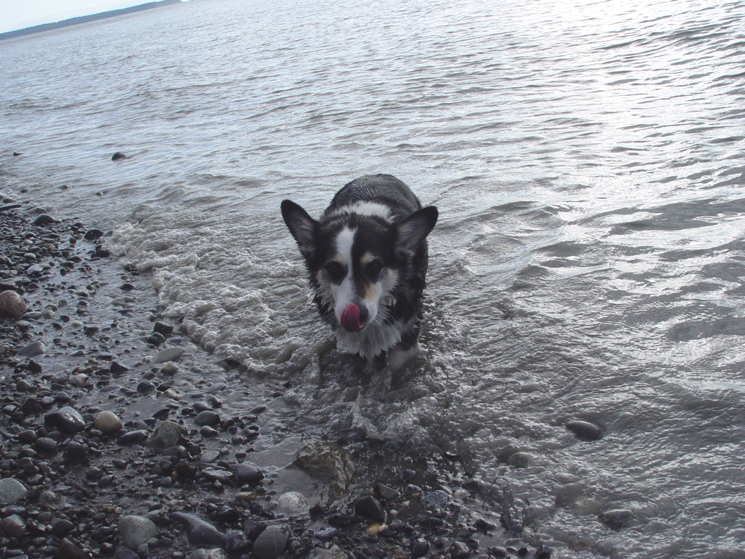 a black and white dog running through water with his tongue out
