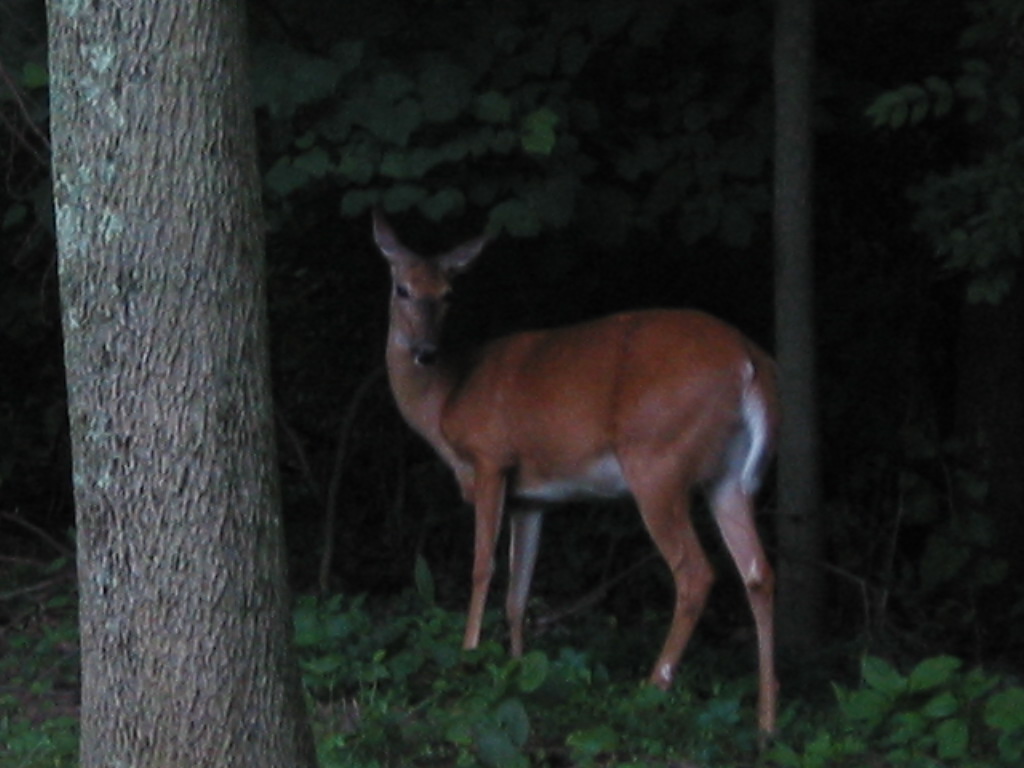 a young deer standing in the woods with the light on